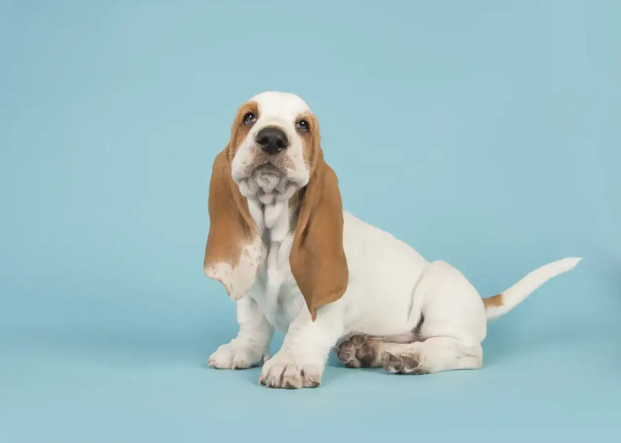Szczeniak rasy Basset Hound siedzi na niebieskim tle.