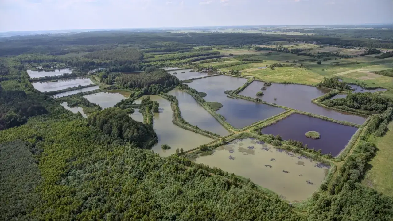 Rozległe stawy rybne tworzą mozaikę na tle lasów i pól. To gospodarstwo rybackie Orońsko, tętniące życiem wodnym.