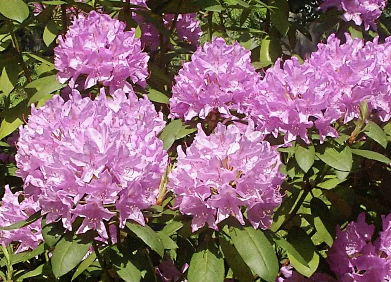 Piękne, fioletowe kwiaty rododendronów. Czy azalia doniczkowa nadaje się do ogrodu? Tak, jeśli zapewnisz jej odpowiednie warunki.