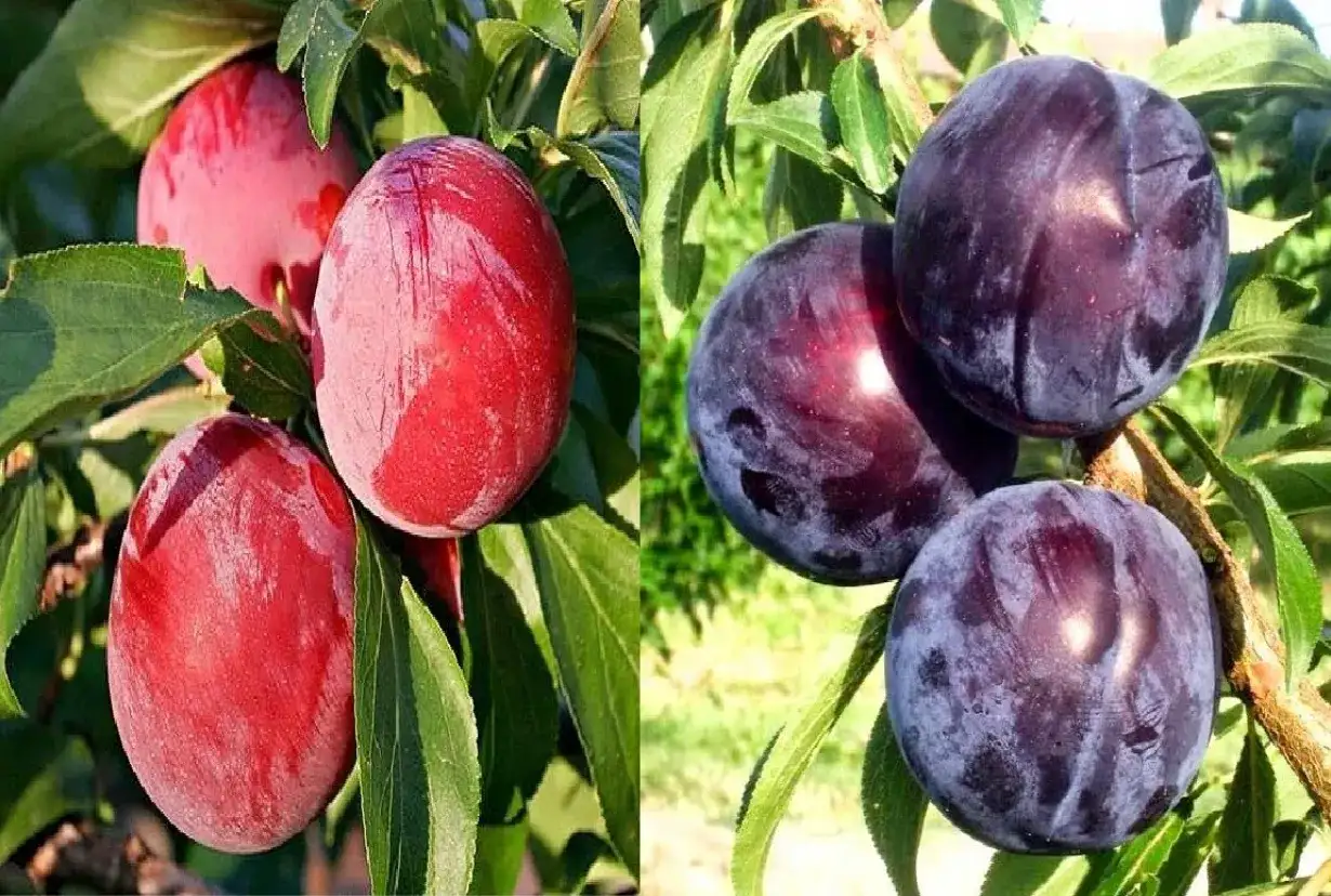 Dwa rodzaje śliw japońskich: czerwone i ciemnofioletowe, w tym odmiana Black Amber, dojrzewają na gałęziach wśród zielonych liści.