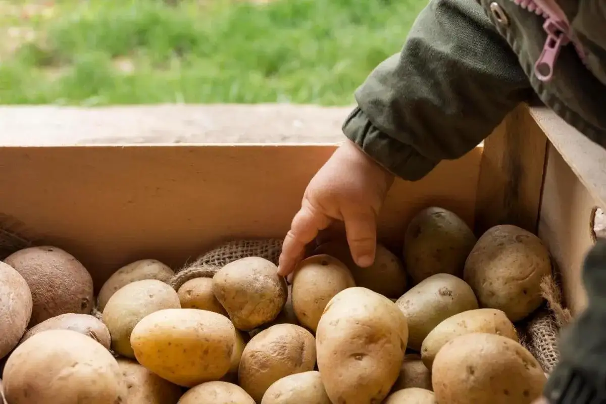 Dziecko wybiera ziemniaki z drewnianej skrzynki. Zastanawiasz się, jaki nawóz pod ziemniaki będzie najlepszy?