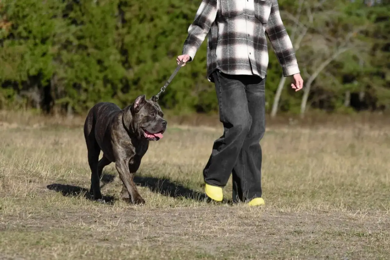 Mocny cane corso z człowiekiem na spacerze po łące. Pies ma ciemne pręgowane umaszczenie i wesoło wystawia język.