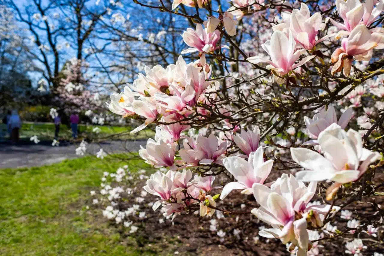 Magnolia kwitnie obficie, jej delikatne płatki otwierają się na tle błękitnego nieba. Wiosna w pełni, a ziemia wokół drzewa jest już zielona.