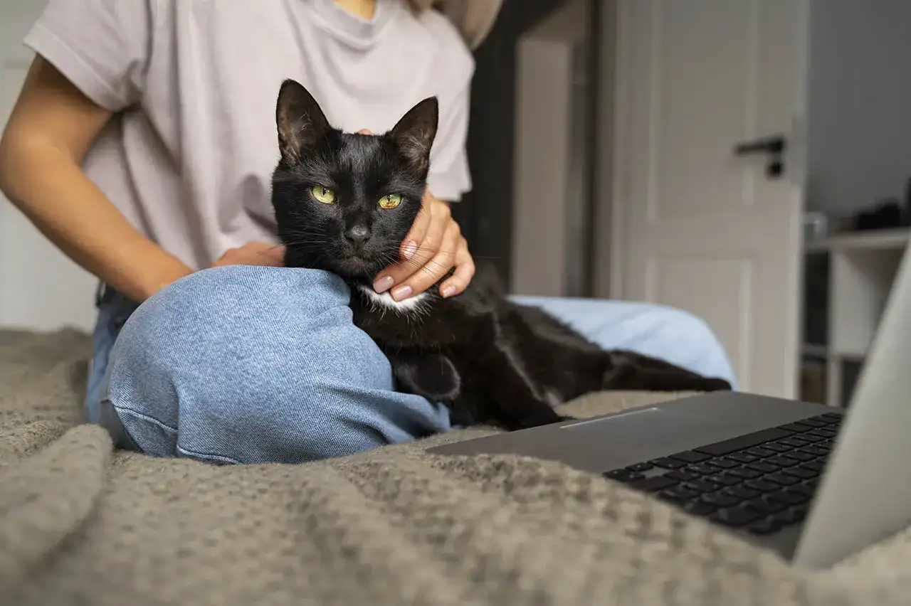 Czarny kot z zielonymi oczami leży na kolanach osoby, która go głaszcze. Obok leży laptop. Czy kotki znaczą teren? Ten kotek wydaje się być zadowolony.