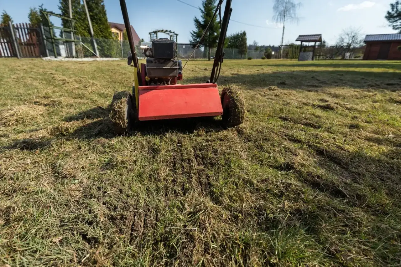 Wertykulator z czerwonym elementem pracuje na trawniku, usuwając filc. Idealny czas, kiedy wertykulować trawnik, to wiosna lub jesień.