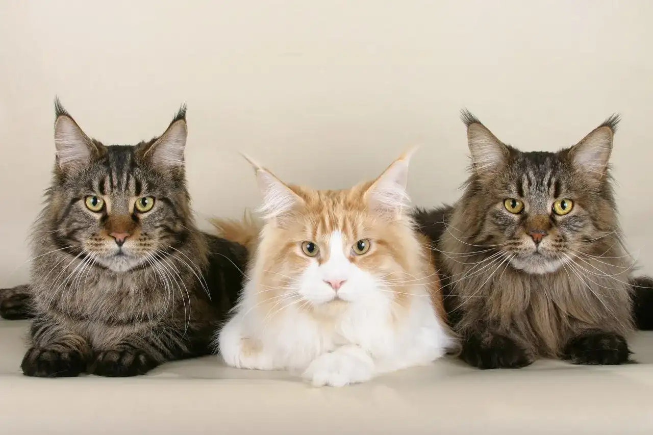 Trzy majestatyczne koty rasy Maine Coon, z pewnością żyją długo, bo aż 15 lat.