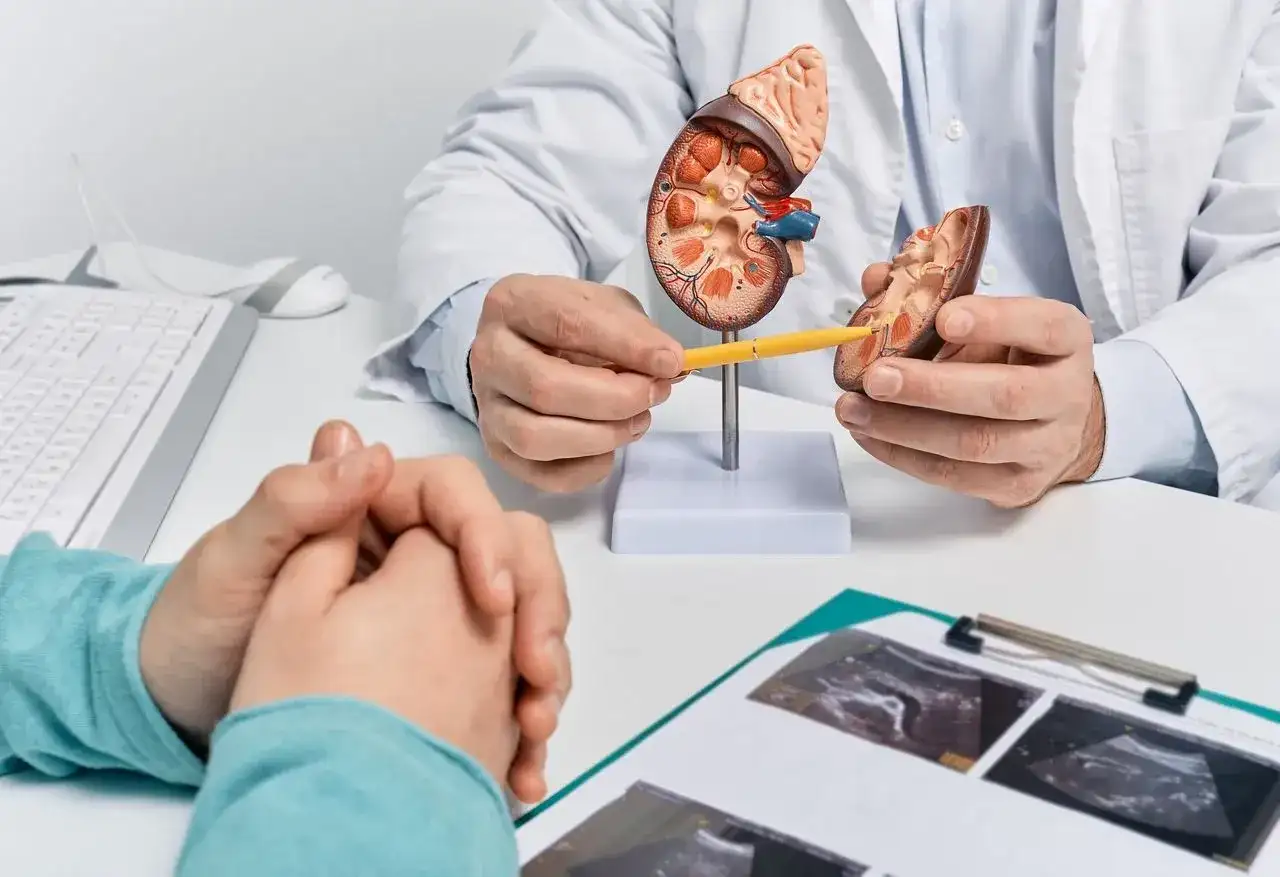 Lekarz wyjaśnia pacjentowi, jak wygląda biopsja nerki, używając modelu narządu. Na stole leżą wyniki badań USG.