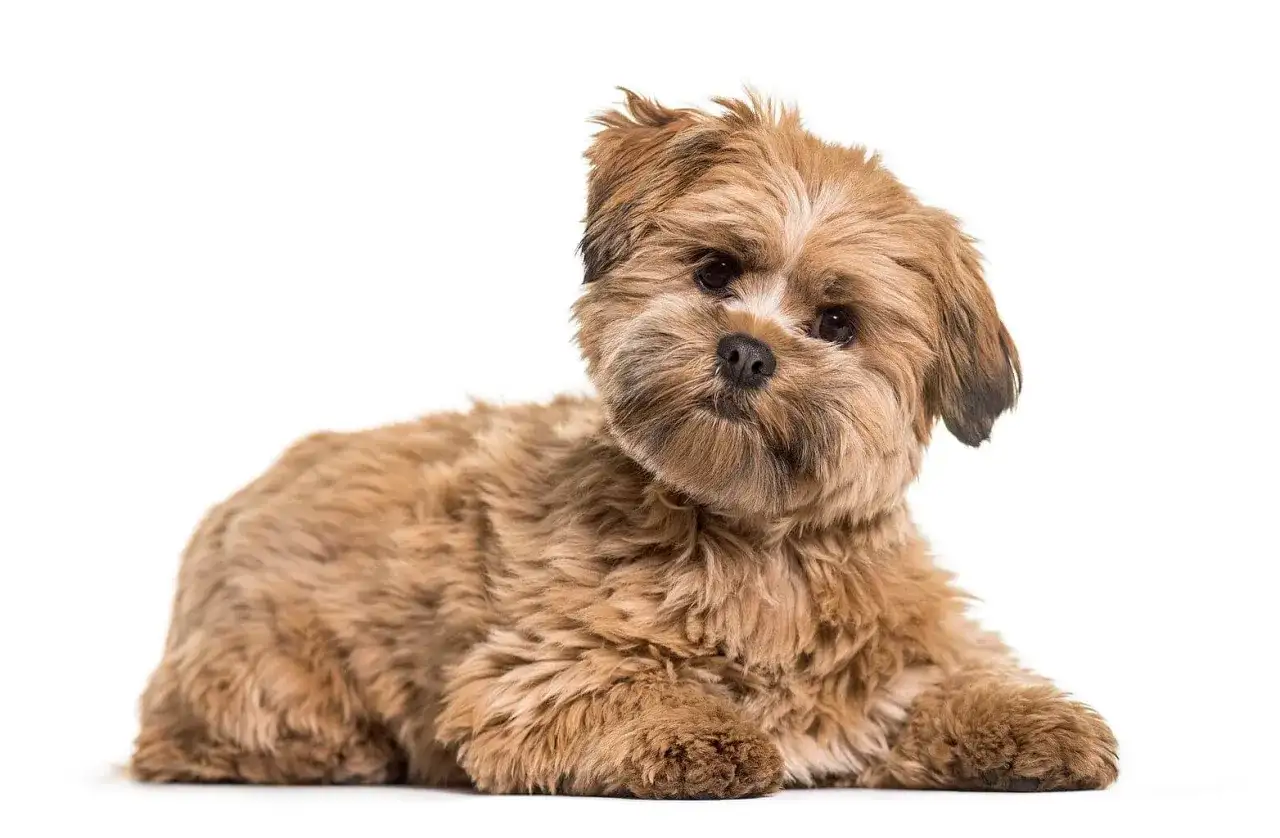 Uroczy, brązowy piesek rasy Lhasa Apso leży na białym tle. Zastanawiasz się nad lhasa apso cena?