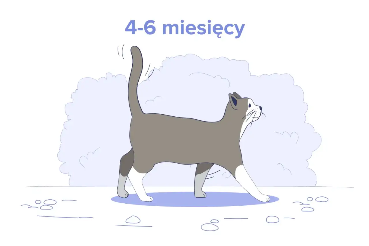 Ilustracja kota w wieku 4-6 miesięcy. Dowiedz się, ile powinien jeść 4 miesięczny kot, aby był zdrowy i pełen energii.