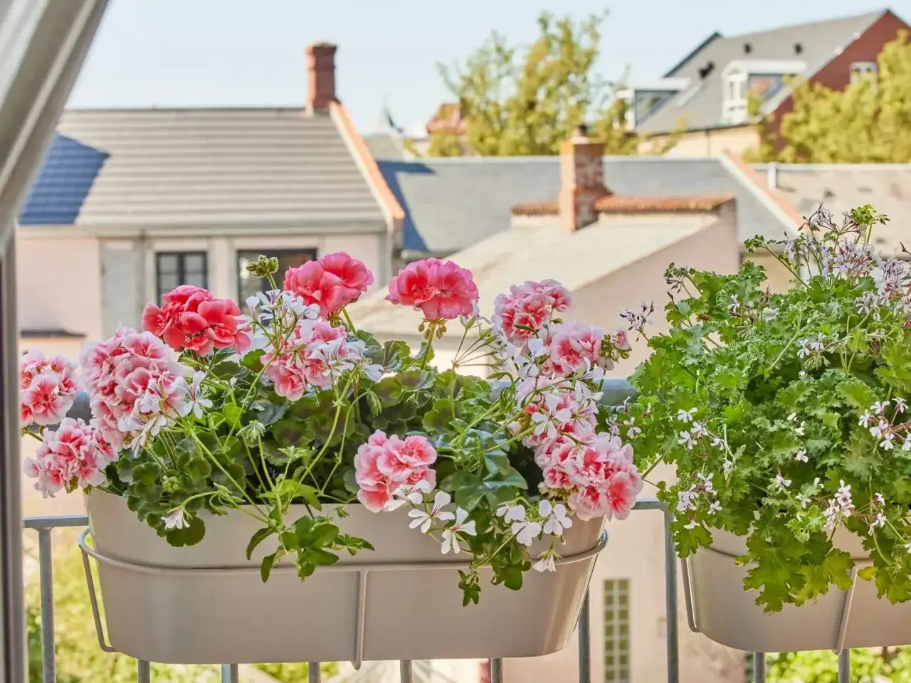 Piękne, kwitnące pelargonie w doniczkach na balkonie. W tle widać dachy domów. To efekt stosowania domowego nawozu do pelargonii.
