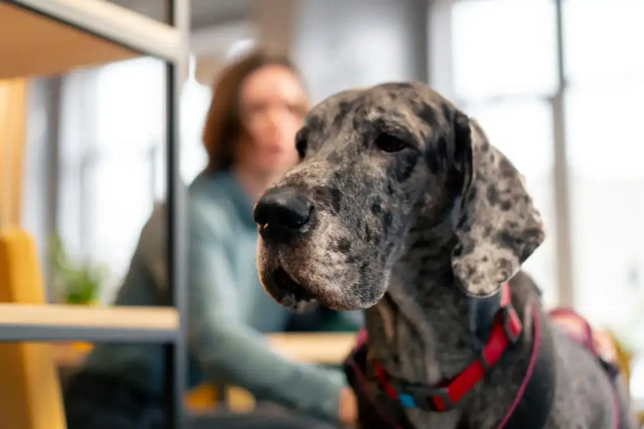 Wielki dog niemiecki w kolorze merle, z czerwono-czarną obrożą. Zastanawiasz się, ile kosztuje dog niemiecki?
