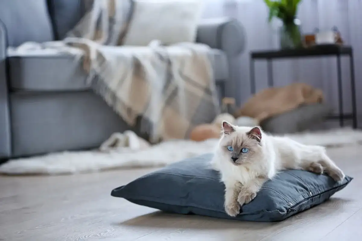 Piękny kot rasy Ragdoll leży na poduszce. Zastanawiasz się, ile kosztuje miesięczne utrzymanie kota?
