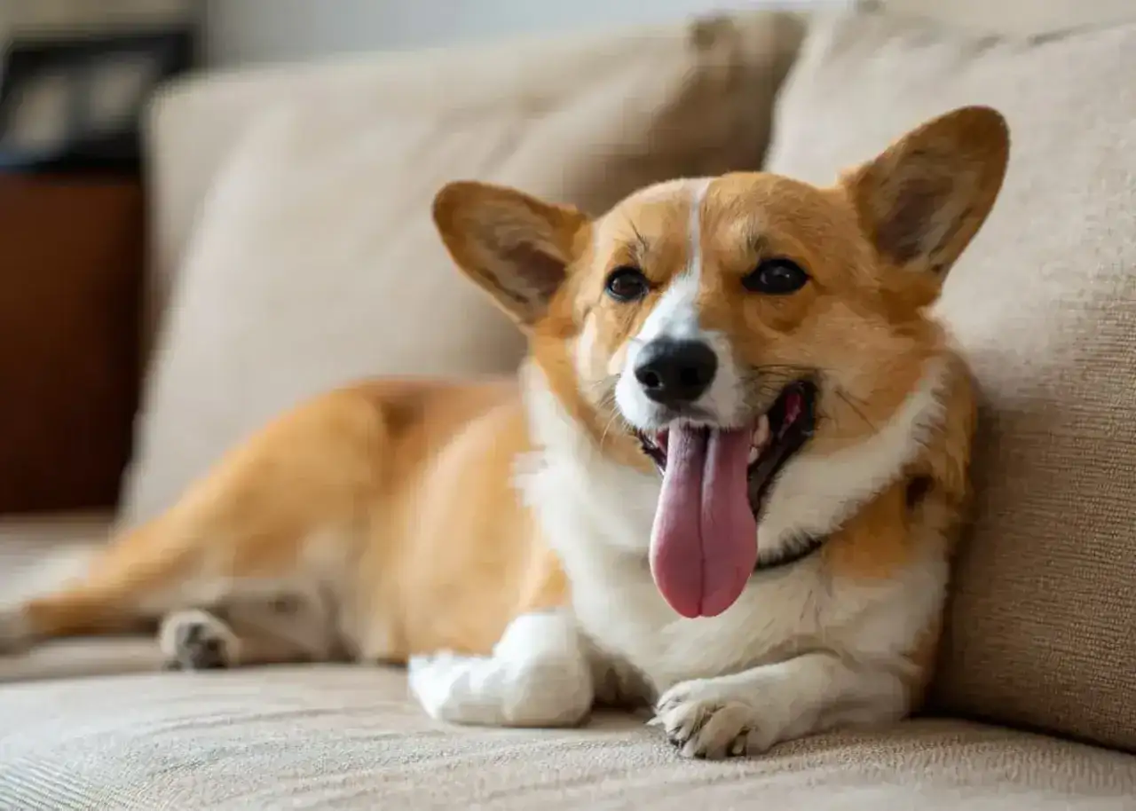 Uroczy corgi leży na kanapie, jego język zwisa, a pies szybko oddycha po zabawie.