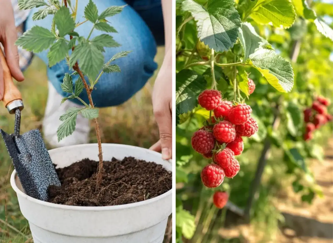 Sadzenie malin w ogrodzie. Po lewej młoda sadzonka, po prawej dojrzałe maliny w słońcu.