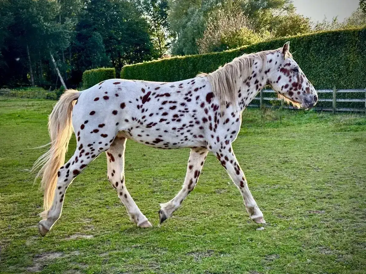 Piękny koń w plamki, jakby namalowany przez naturę, spaceruje po zielonej łące.