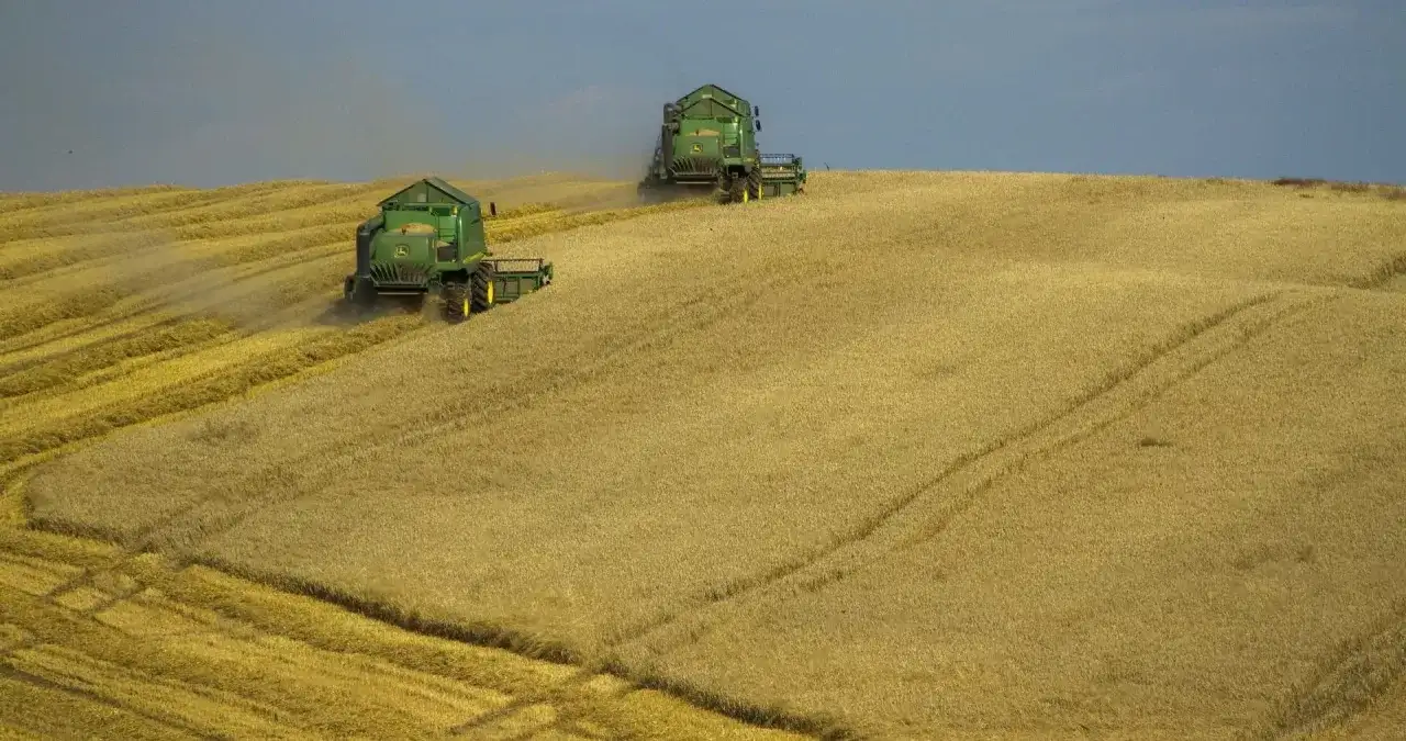Dwie zielone kombajny zbierają złote zboże na pofałdowanym polu pod zachmurzonym niebem.