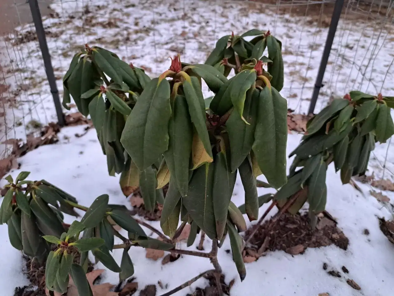 Zimowy rododendron z opadającymi liśćmi, czekający na wiosnę i domowy nawóz.