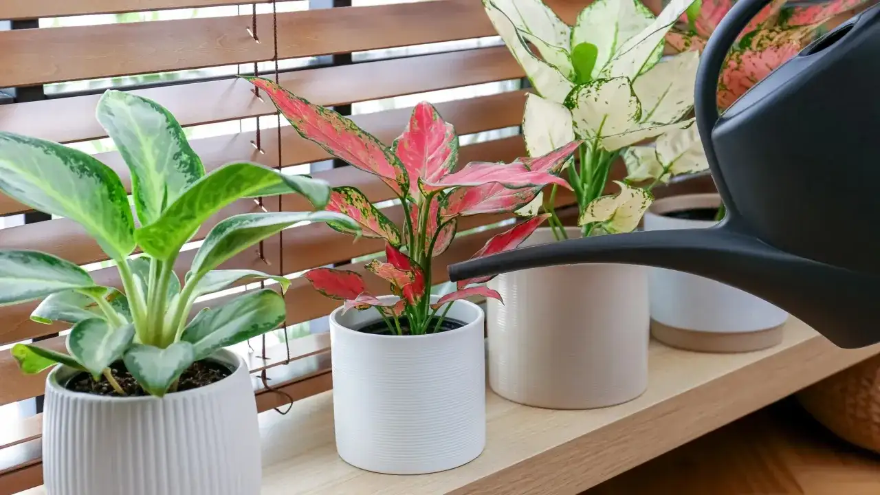 Aglaonema kwiaty w doniczkach, jedna z nich jest podlewana z czarnej konewki.