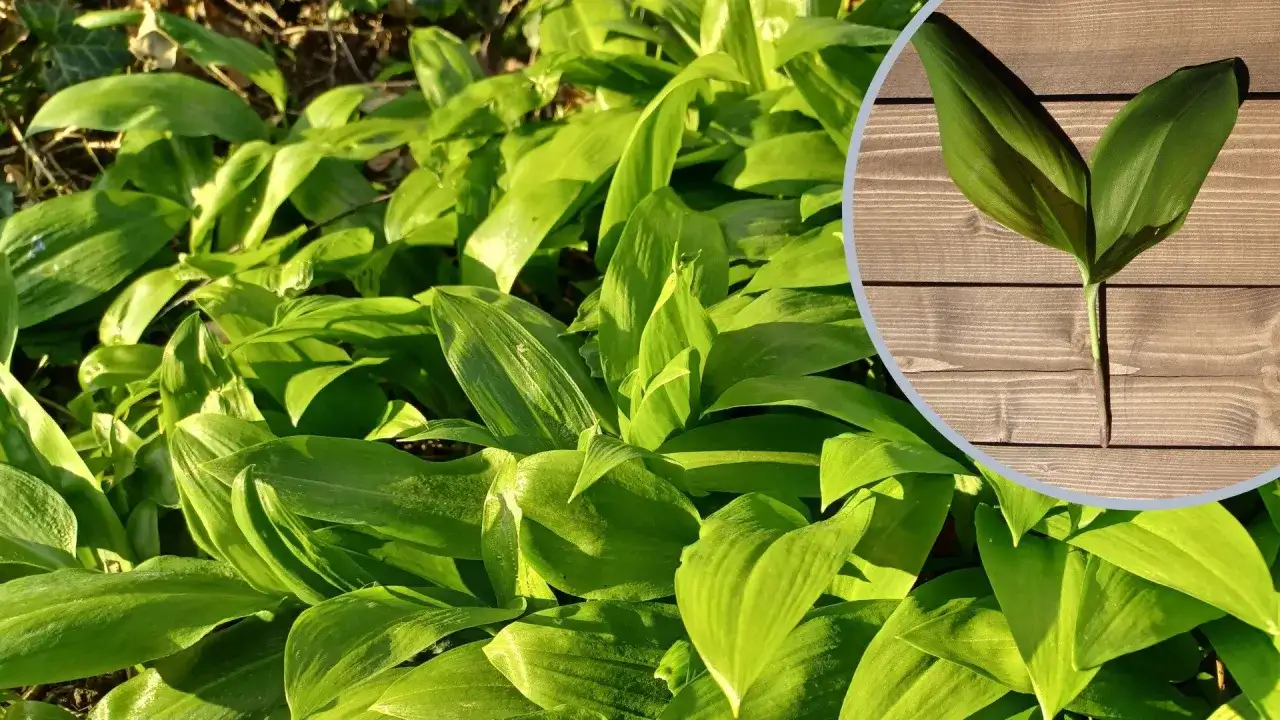 Kępa soczystej zieleni dzikiego czosnku w słońcu. W okręgu pojedyncza łodyga z dwoma liśćmi na drewnianym tle.