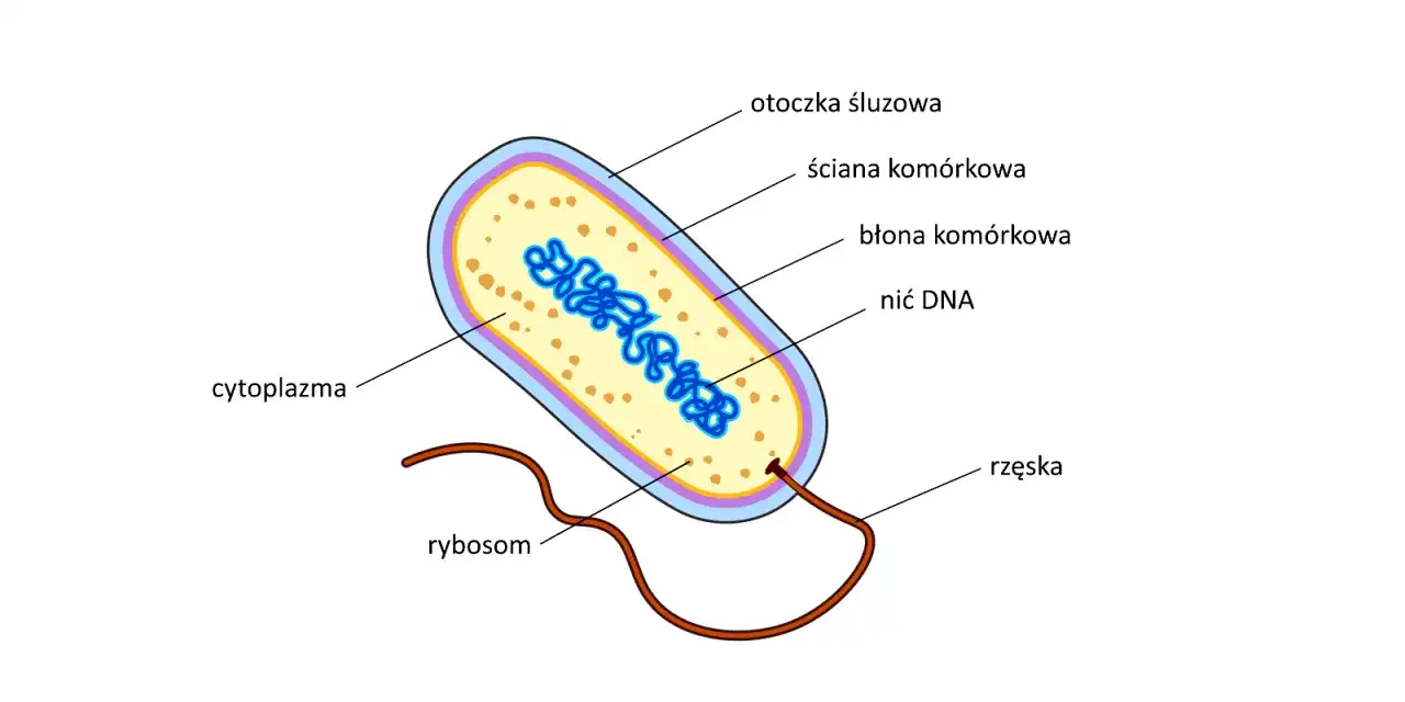 Schemat bakterii: otoczka śluzowa, ściana komórkowa, błona komórkowa, cytoplazma, rybosomy, nić DNA, rzęska. Czy bakteria ma jądro komórkowe? Nie, jej DNA znajduje się w cytoplazmie.