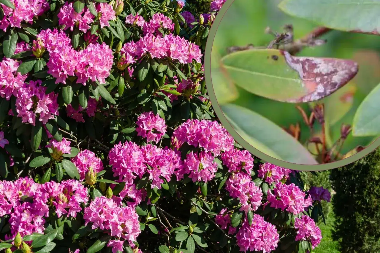 Zdrowy rododendron z pięknymi różowymi kwiatami, obok zbliżenie liścia z objawami fytoftorozy.
