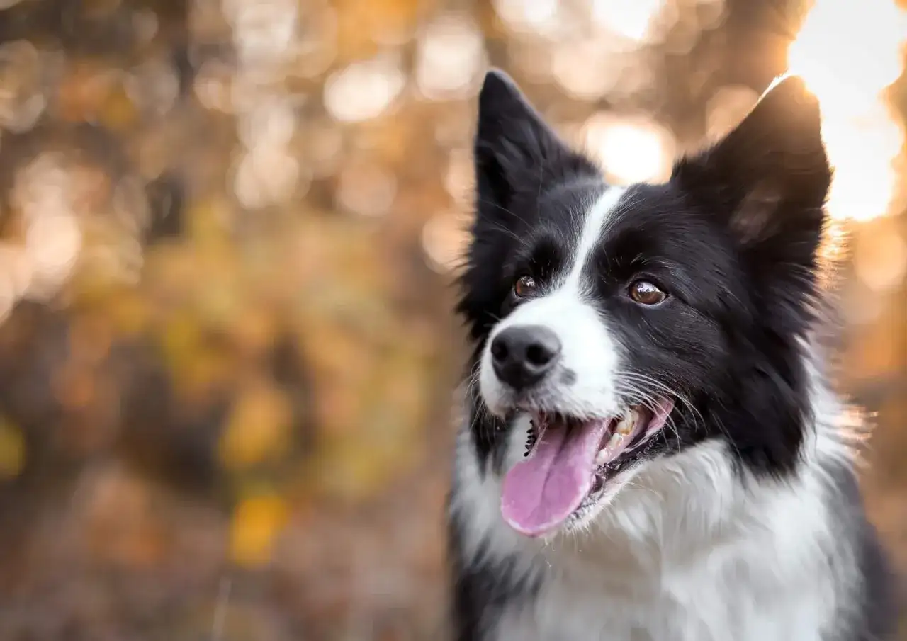 Inteligentny border collie, którego usposobienie widać w bystrym spojrzeniu, dyszy z radością na tle jesiennych liści.