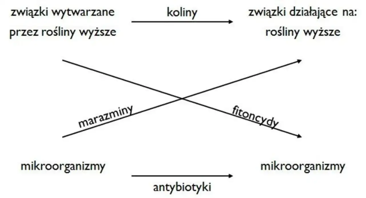 Schemat ilustruje allelopatię: związki roślinne (koliny, fitoncydy) wpływają na inne rośliny i mikroorganizmy (marazminy, antybiotyki).