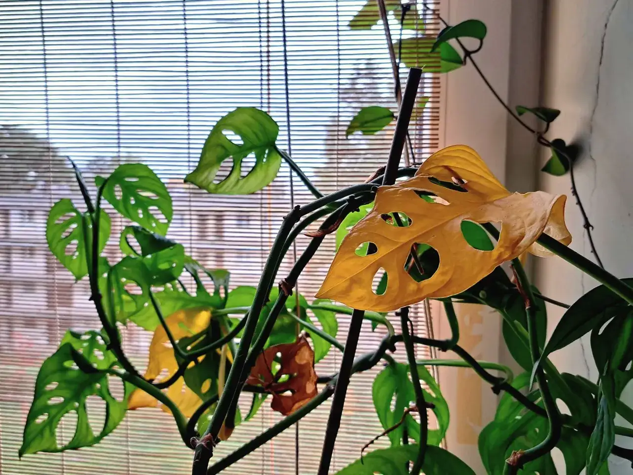 Monstera z żółknącymi liśćmi przy oknie. Zastanawiasz się, dlaczego monstera żółknie? Zobacz, jak wygląda ta roślina.