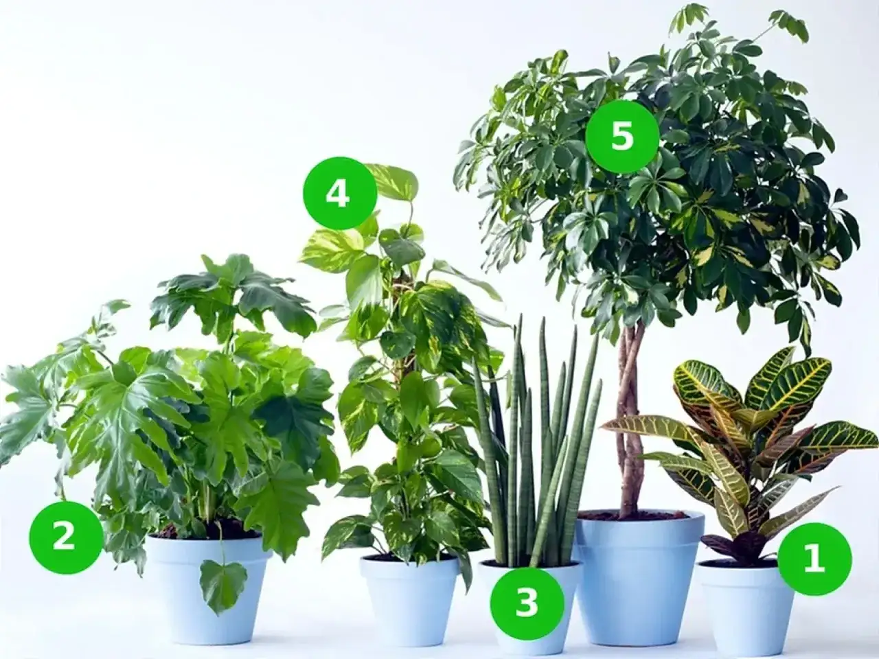 Pięć roślin doniczkowych: krotonek, filodendron, sansewieria, epipremnum, schefflera. Poznaj kwiaty doniczkowe nazwy.