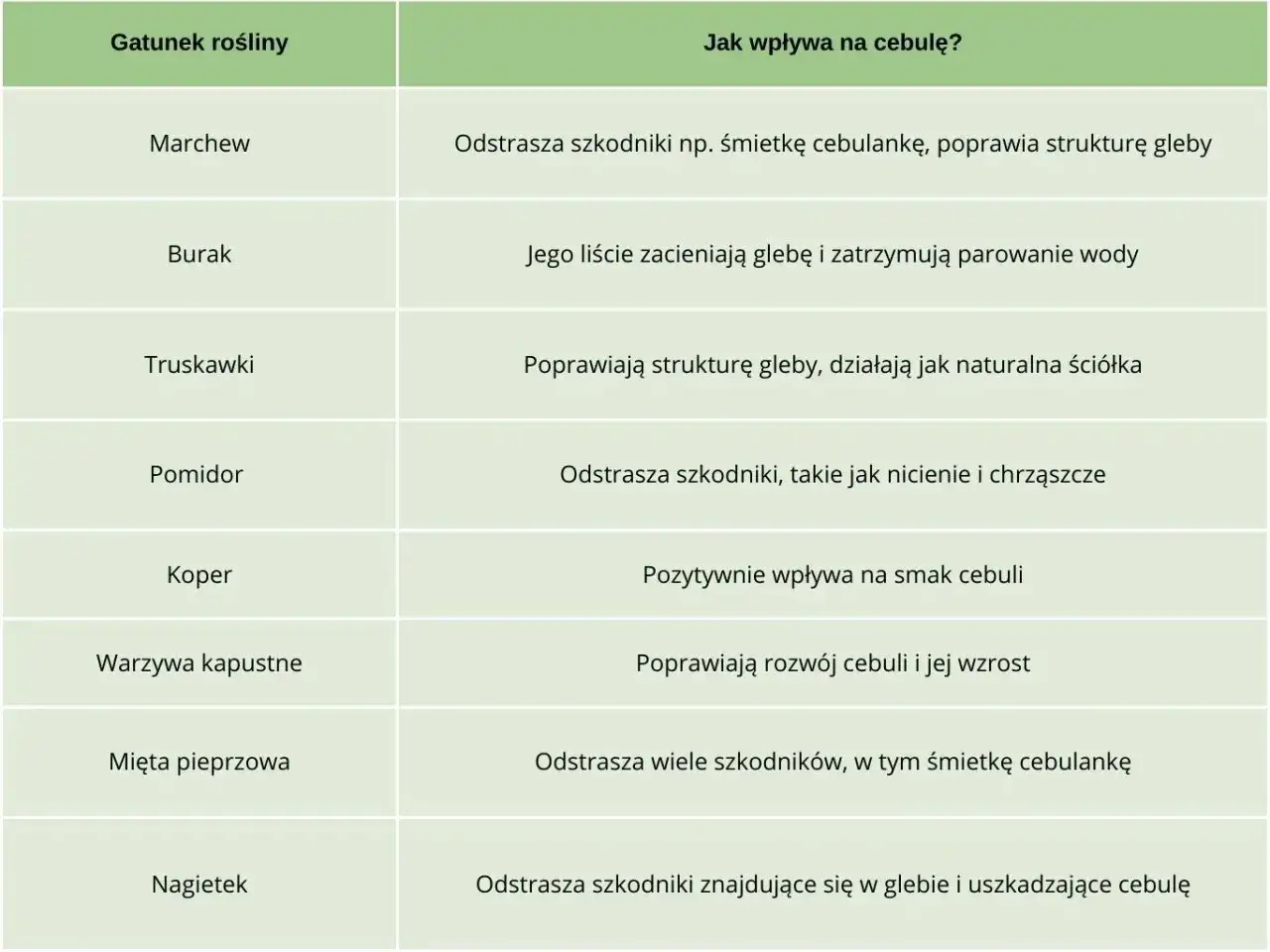 Tabela podpowiada, co sadzić obok cebuli: marchew, burak, truskawki, pomidor, koper, warzywa kapustne, mięta, nagietek.
