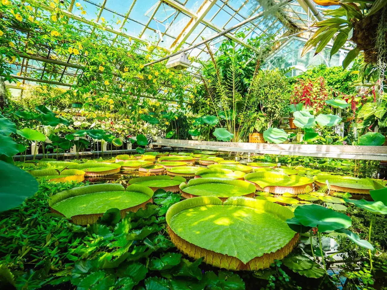 Wielkie lilie wodne w szklarni, jak w krakowskim oceanarium. Tropikalna roślinność i żółte kwiaty pod szklanym dachem.