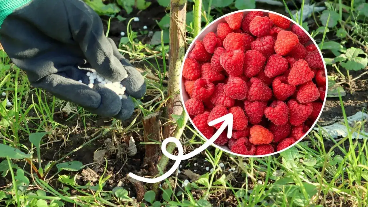 Ręka w rękawiczce rozsypuje granulowany nawóz wokół łodygi maliny, sugerując, czym nawozić maliny dla obfitych plonów.