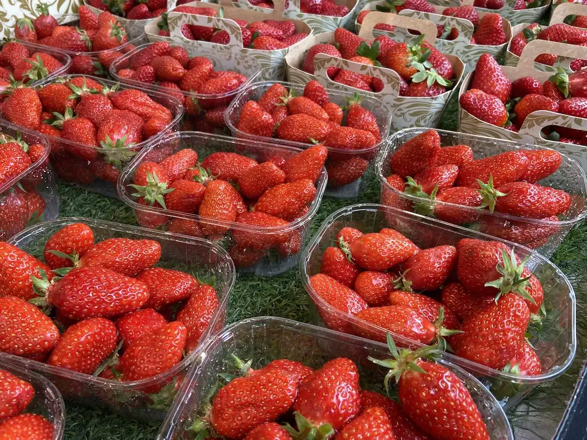 Mnóstwo świeżych truskawek w plastikowych opakowaniach, gotowych do sprzedaży detalicznej.