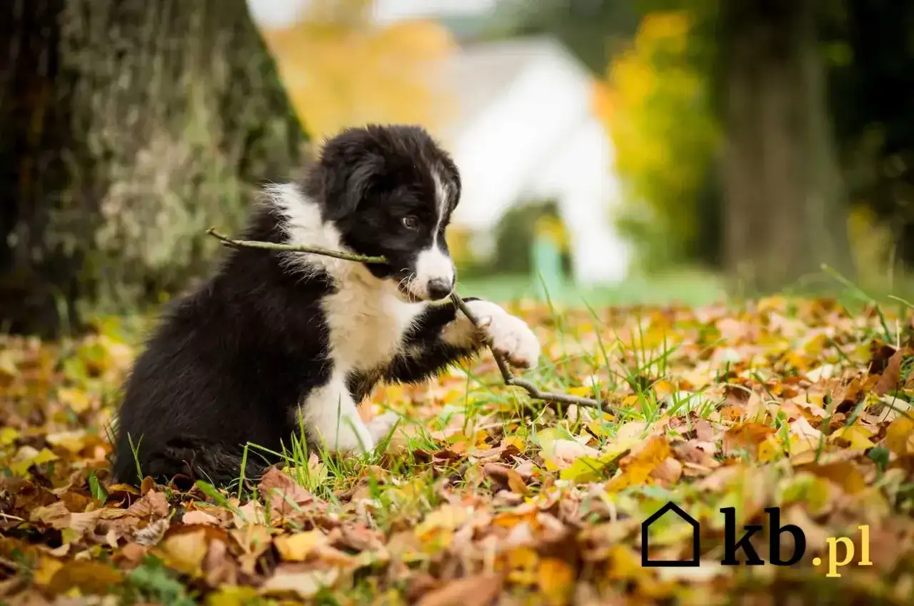 Szczeniak border collie bawi się patykiem na tle jesiennych liści. Sprawdź atrakcyjną border collie cenę!