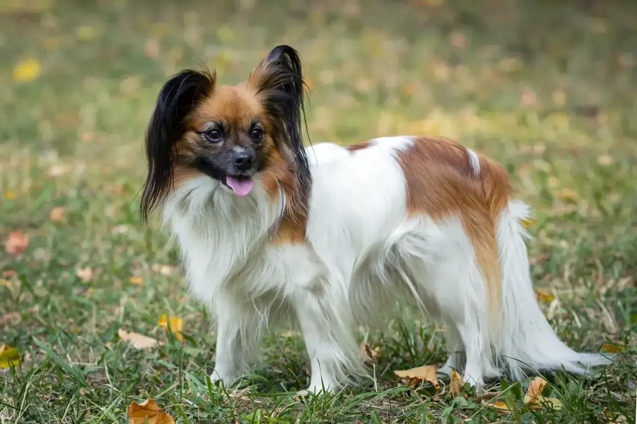 Uroczy spaniel miniaturka z długą, puszystą sierścią i charakterystycznymi uszami stoi na trawie.