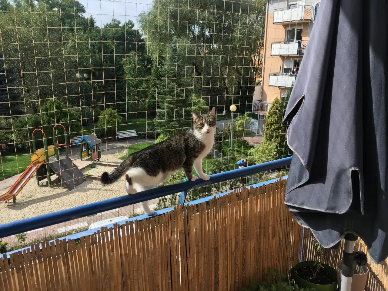 Kot na balkonie, zabezpieczonym siatką, to dowód, jak zabezpieczyć balkon dla kota. Widok na plac zabaw i drzewa.