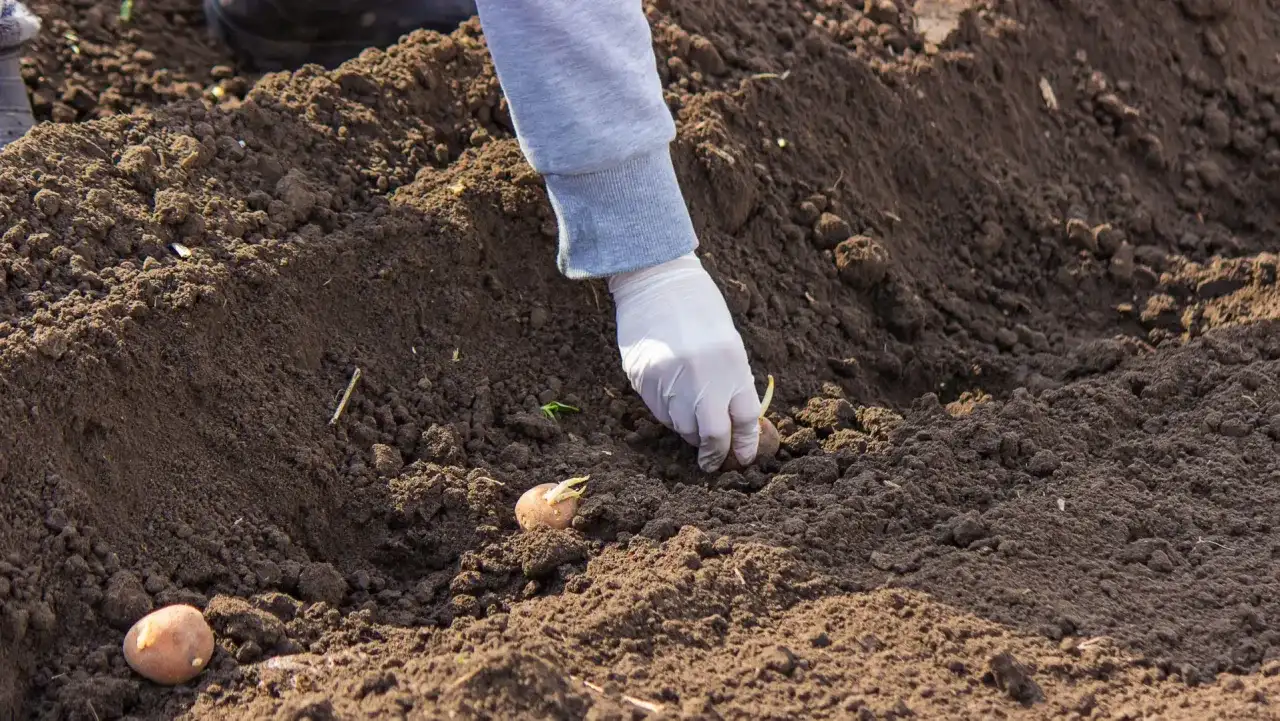 Ręka w białej rękawiczce umieszcza ziemniaka z kiełkami w ziemi. To kluczowy moment, by dowiedzieć się, jak głęboko sadzić ziemniaki.