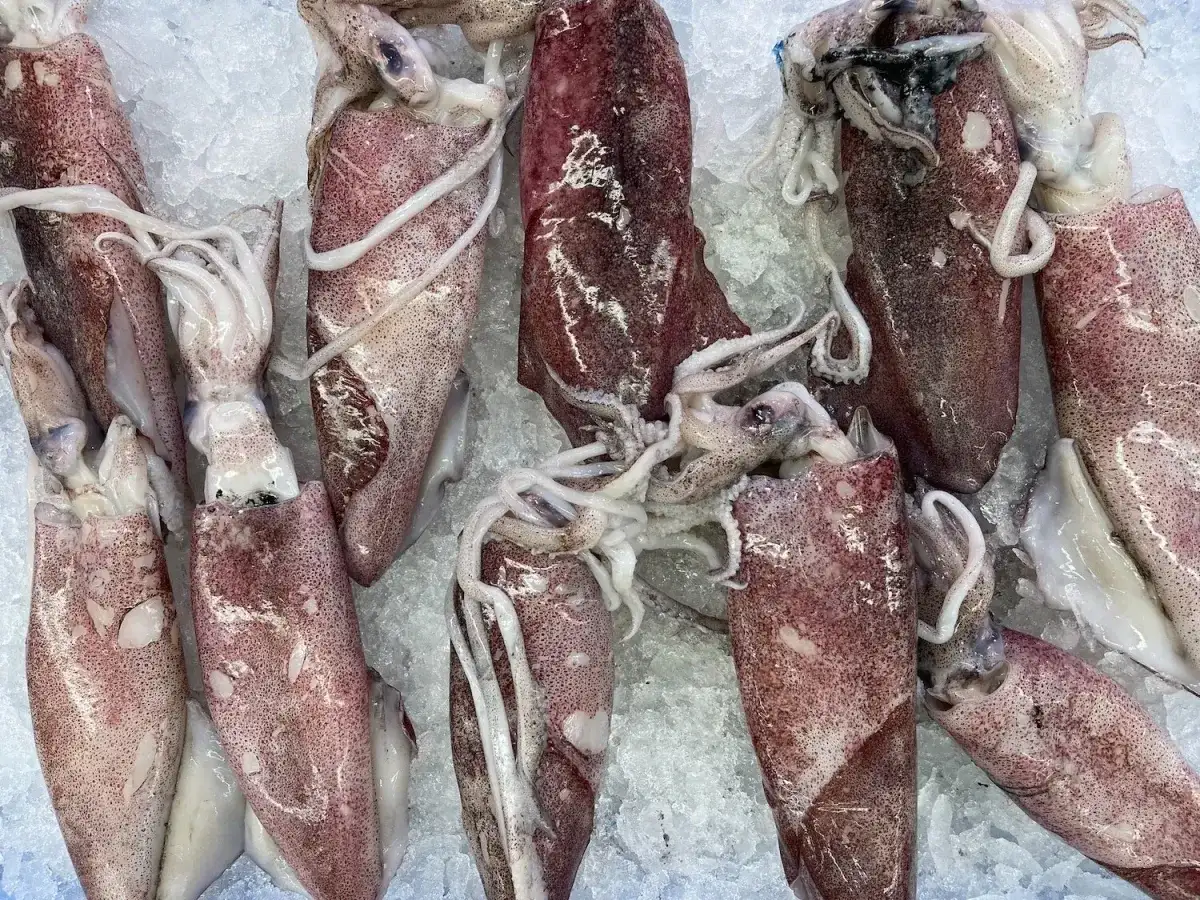 Świeże, różowe baby squid leżą na lodzie, gotowe do przyrządzenia.