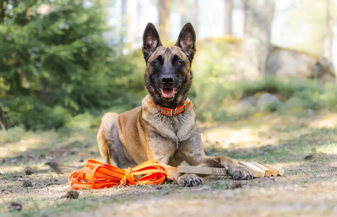 Malinois z pomarańczową smyczą i zabawką "SLUT" leży w lesie. Zastanawiasz się, ile kosztuje szkolenie psa?