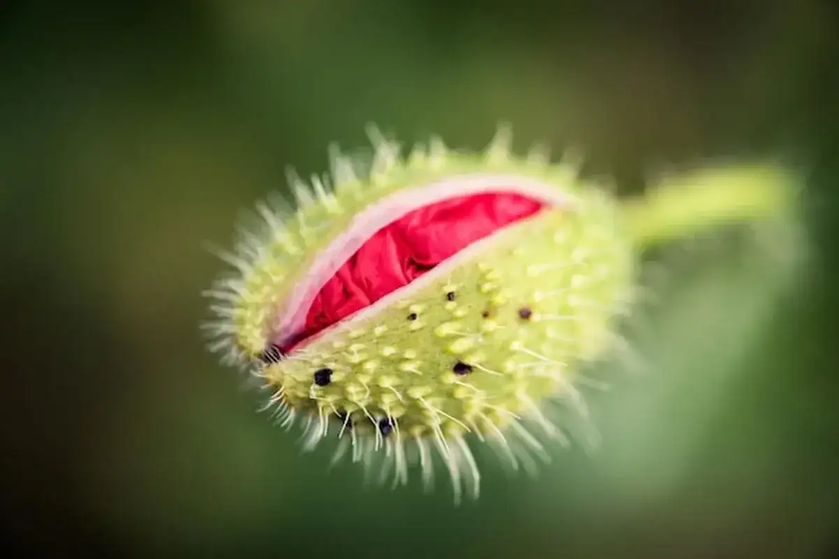 Pączek maku, gotowy do rozkwitu, uchwycony techniką focus stacking.