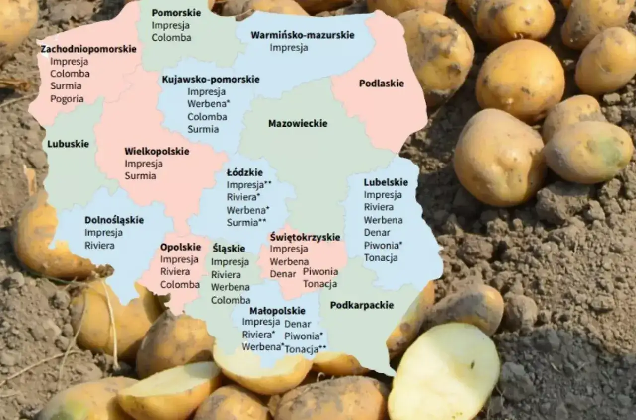 Mapa Polski z odmianami ziemniaków, w tym ziemniaki Riviera w województwie łódzkim i lubelskim.