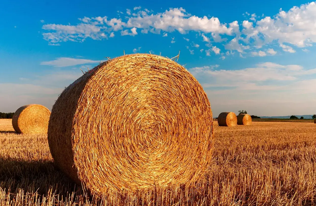 Złote baloty siana na polu pod błękitnym niebem. Zastanawiasz się, ile waży balot siana?