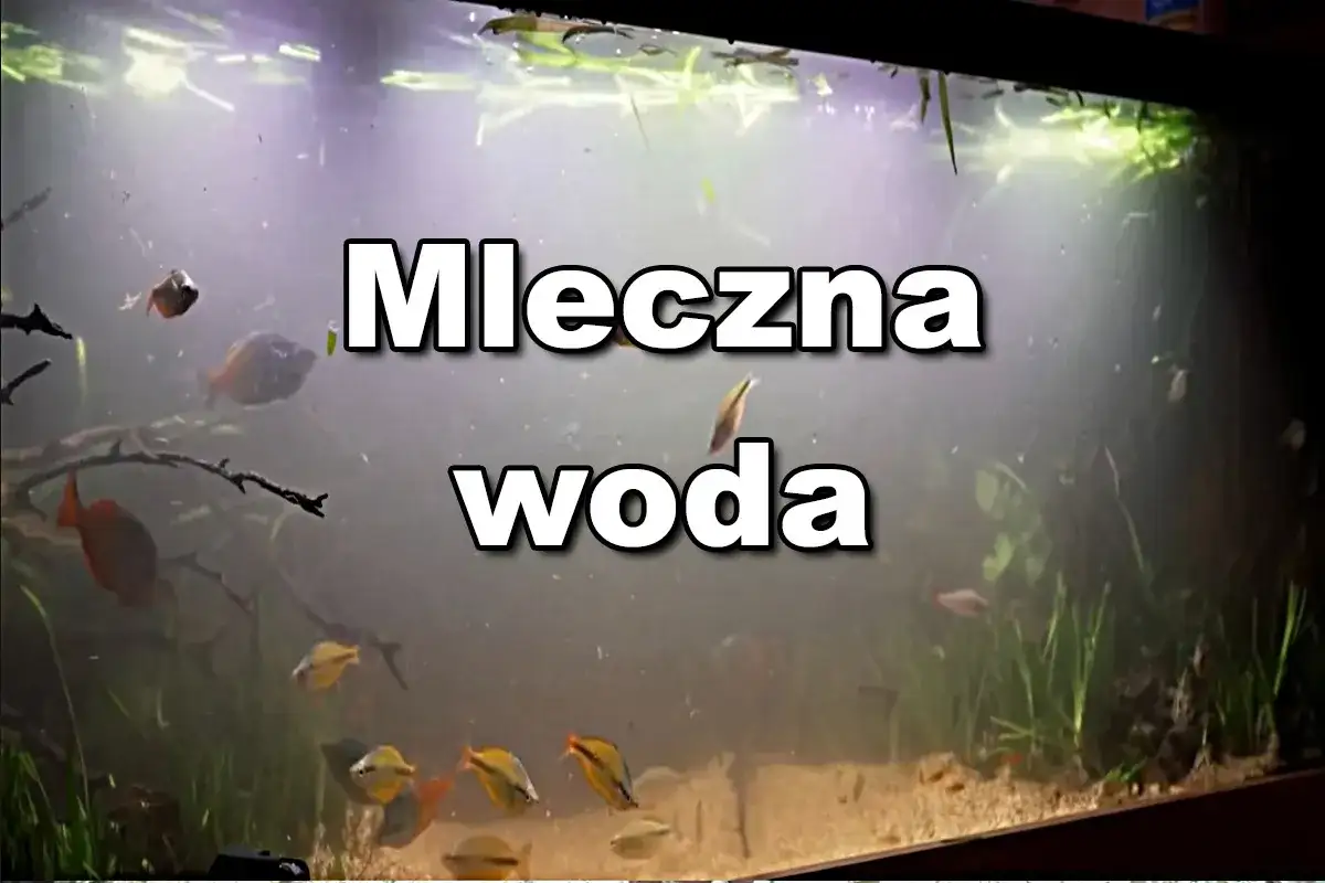 Mętna woda w akwarium, gdzie pływają ryby i widoczne są pierwotniaki.