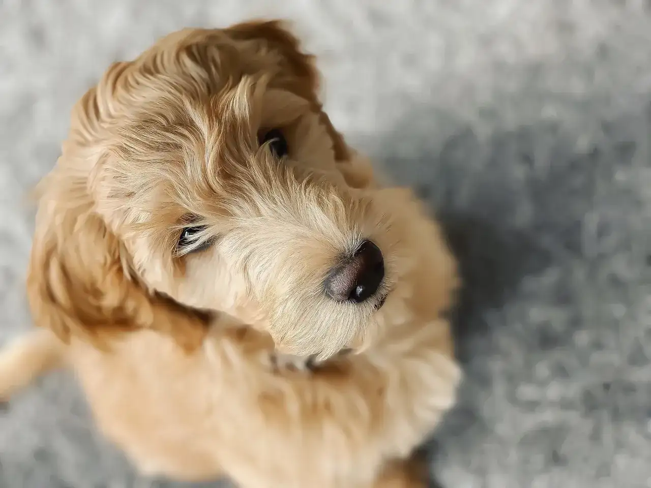 Uroczy goldendoodle mini z puszystą, złotą sierścią patrzy z góry z zaciekawieniem.