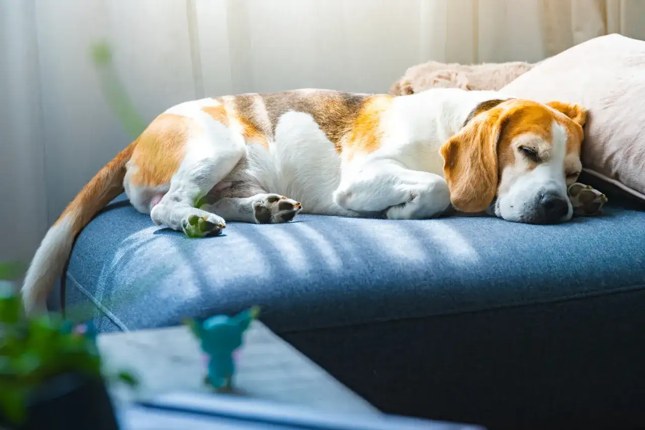 Beagle w głębokim śnie, zwinięty na kanapie. Słoneczne promienie delikatnie muskają jego futro, tworząc ciepłą atmosferę.