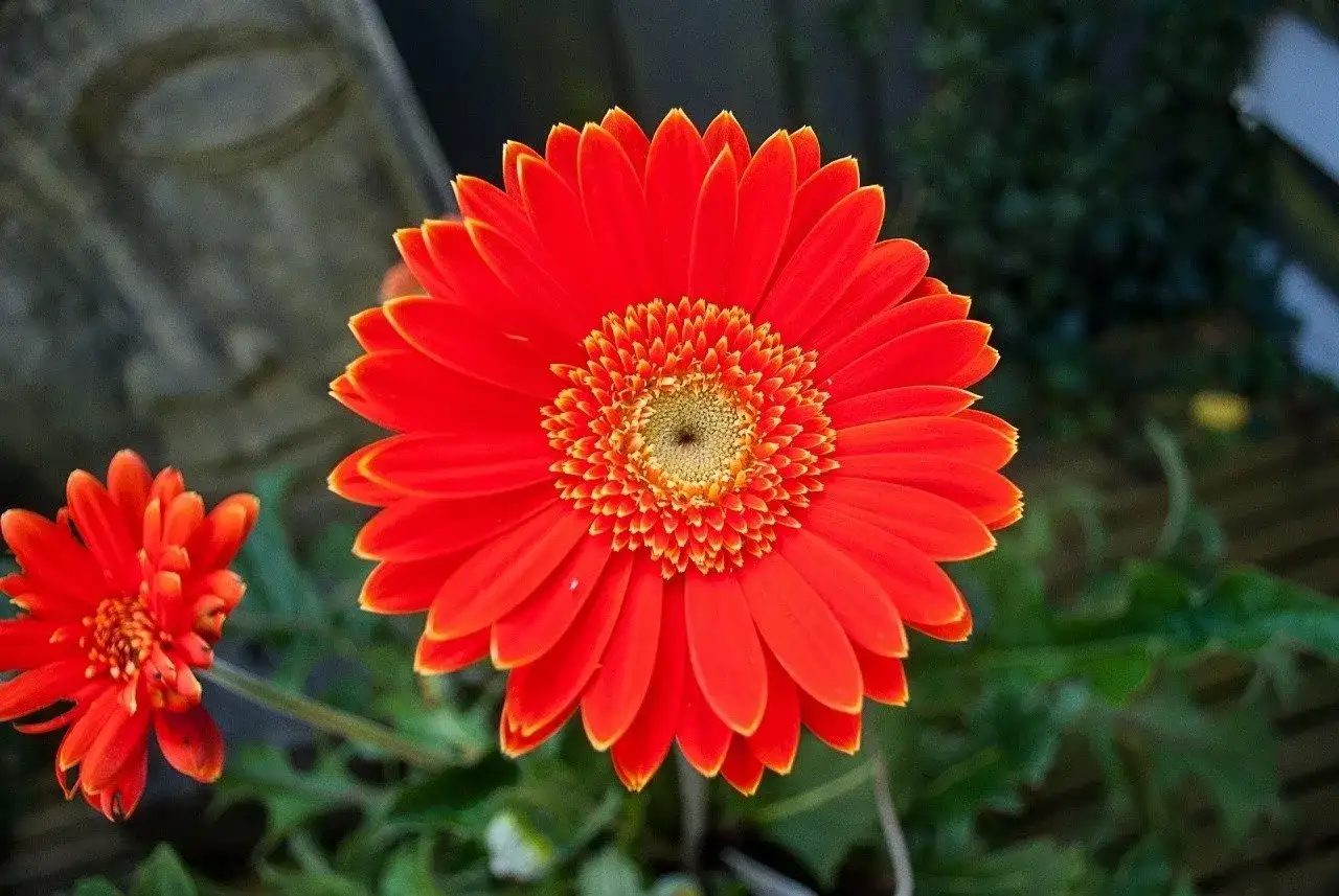 Jasna, pomarańczowa gerbera doniczkowa rozkwita obok mniejszego kwiatu. W tle widać kamienną rzeźbę.