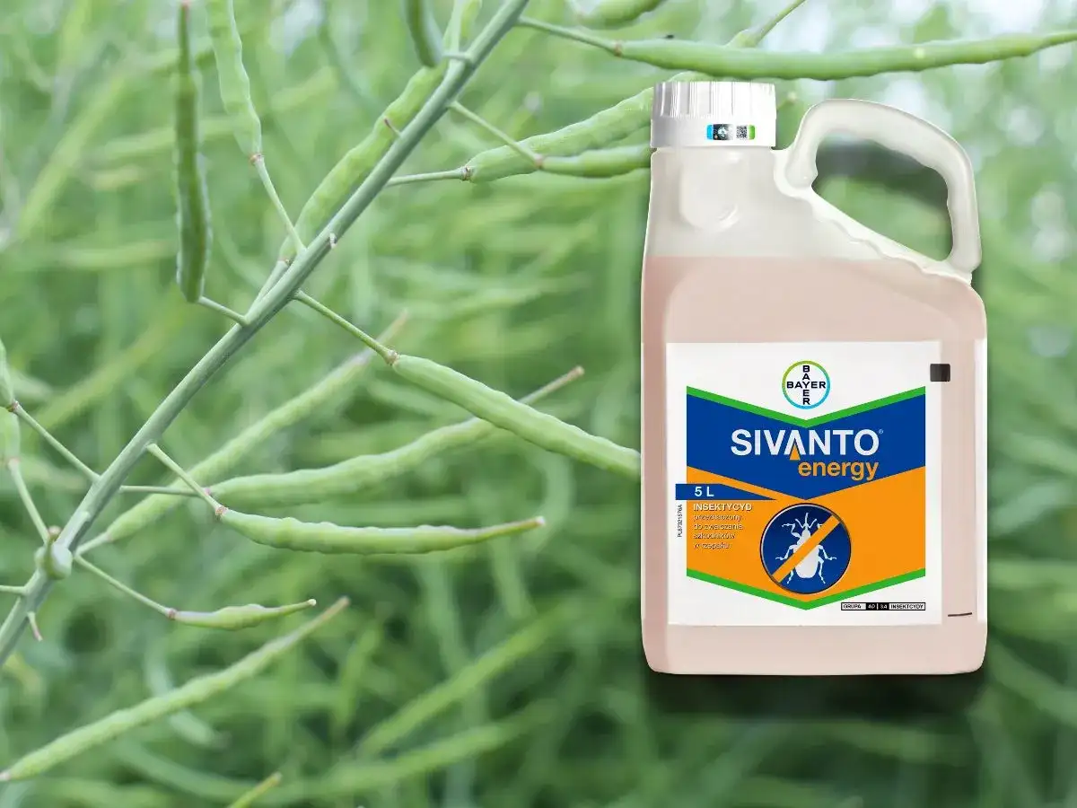 Sivanto energy – insektycyd w 5-litrowym opakowaniu, chroniący rośliny przed szkodnikami.
