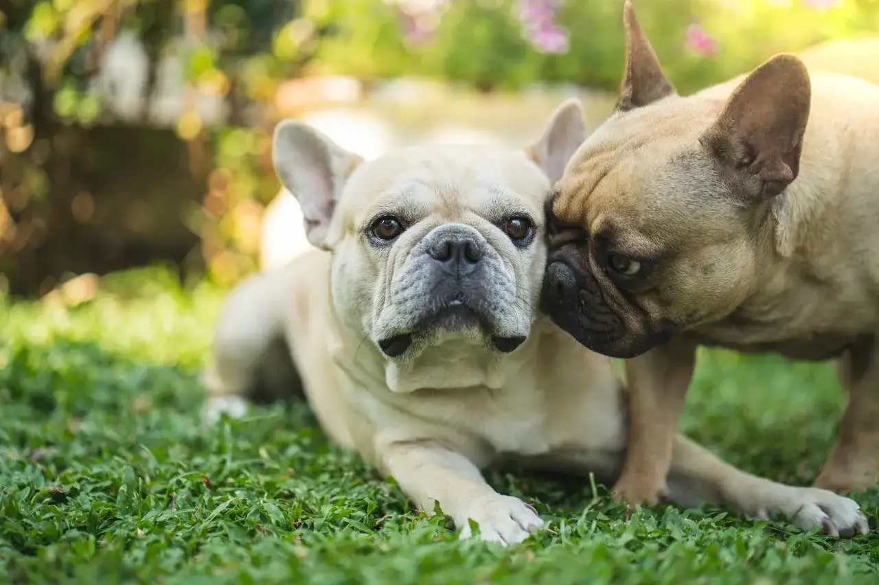 Dwa dorosłe buldogi francuskie leżą na trawie. Jeden z nich, jaśniejszy, patrzy prosto w obiektyw, podczas gdy drugi, ciemniejszy, przytula się do jego głowy.