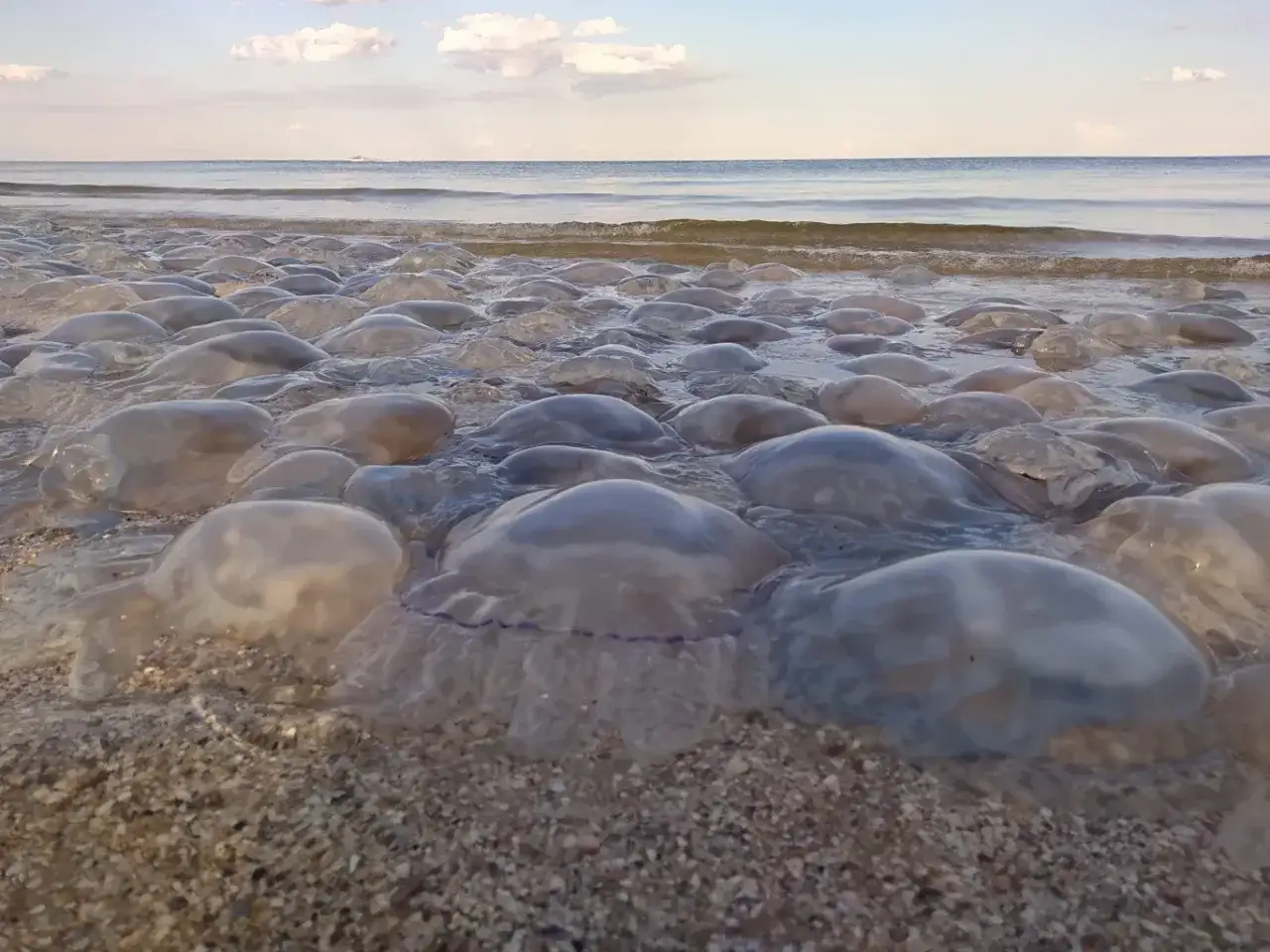 Meduzy w Bałtyku wyrzucone na brzeg. Morze spokojne, niebo z chmurami.