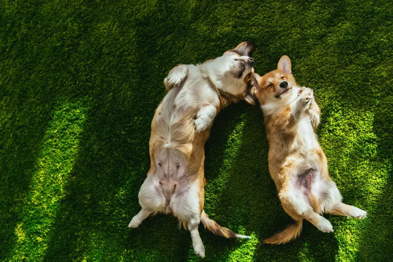 Dwa urocze corgi leżą na zielonej trawie, ciesząc się słońcem. To idealny sposób na świętowanie **Międzynarodowego Dnia Psa**!